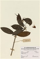 藏品(絲絨吊芙蓉)的圖片